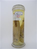 藏品(紅點九刺鮨)的圖片